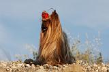 YORKSHIRE TERRIER 545